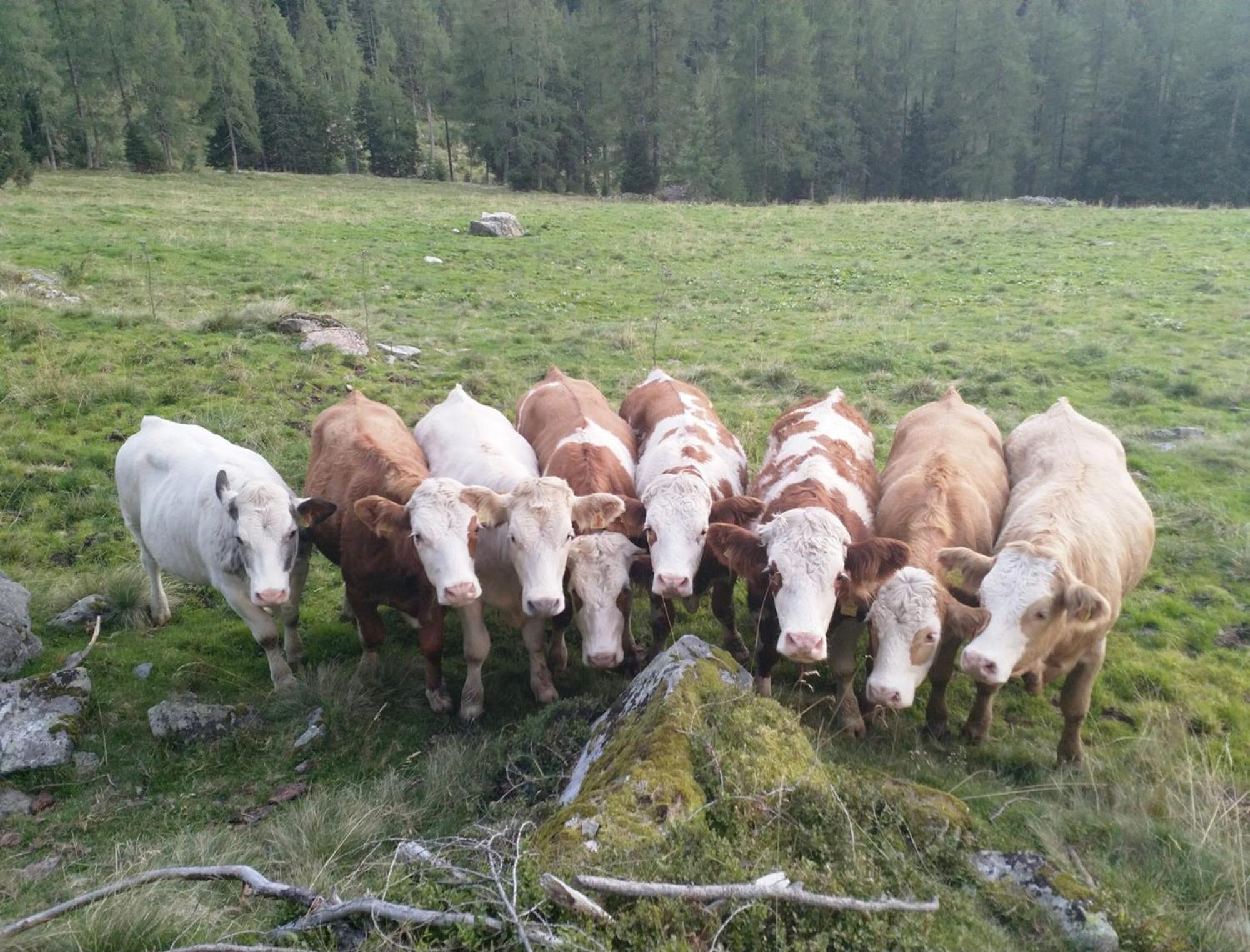 Haufhof-Pension Am Bauernhof, Haus Im Ennstal Bei Schladming Eksteriør bilde